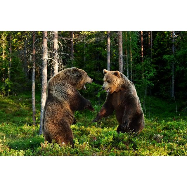 Brown Bear Fight by ErikMandre - Wrapped Canvas Photograph Alpen Home Size: 61cm H x 91cm W on Productcaster.