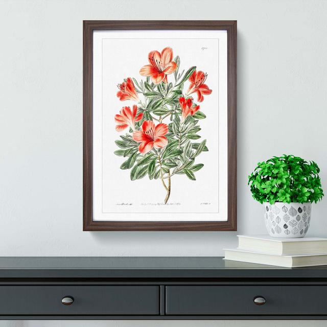 Red Chinese Azalea Flowers - Picture Frame Painting Print East Urban Home Size: 48cm H x 36cm W x 2cm D, Frame Option: Walnut Framed on Productcaster.