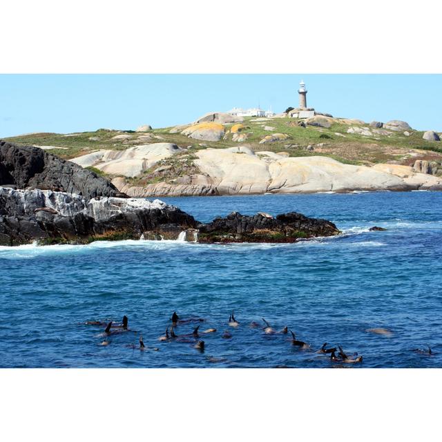 Montague Island Seals by Kgrahamjourneys - Wrapped Canvas Photograph Breakwater Bay Size: 30cm H x 46cm W on Productcaster.