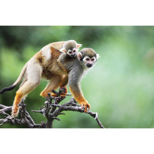 Squirrel monkeys 17 Stories Size: 51cm H x 76cm W on Productcaster.