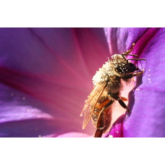 Felman Close-up Of A Bee - Wrapped Canvas Photograph 17 Stories Size: 61cm H x 91cm W x 3.8cm D on Productcaster.