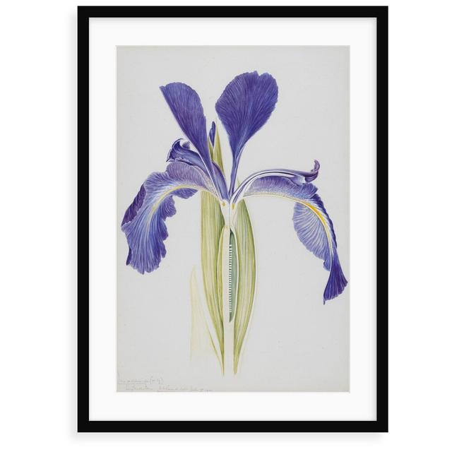 English Iris - Painting Print Lily Manor Format: Framed Paper, Size: 100 cm H x 70 cm W x 2.3 cm D on Productcaster.