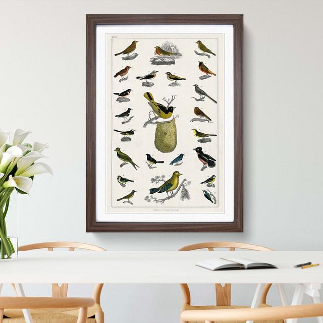 Assortment Of Birds XXIV by Oliver Goldsmith - Single Picture Frame Painting East Urban Home Size: 45cm H x 33cm W x 2cm D, Format: Walnut on Productcaster.