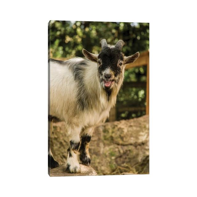 African Pygmy Goat Calling, Issaquah, Washington, USA by Janet Horton - Wrapped Canvas Photograph Alpen Home Size: 30.48cm H x 20.32cm W x 1.905cm D on Productcaster.