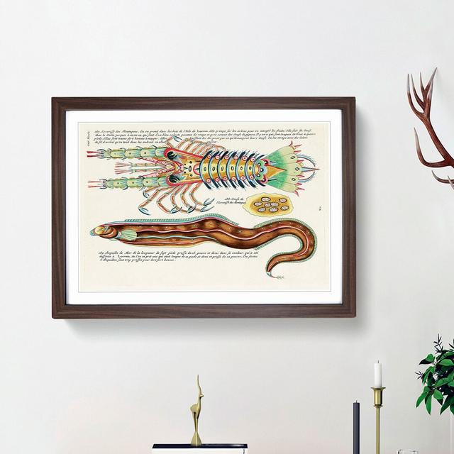 East Indies Fish & Lobster Illustrations XLV by Louis Renard - Picture Frame Painting Print East Urban Home Size: 27cm H x 36cm W x 2cm D, Frame Optio on Productcaster.