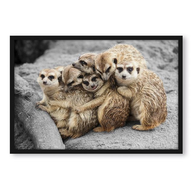 Gerahmtes Foto "Sweet Meerkats Cuddle" ModernMoments Größe: 55 cm H x 40 cm B x 2.5 cm T on Productcaster.