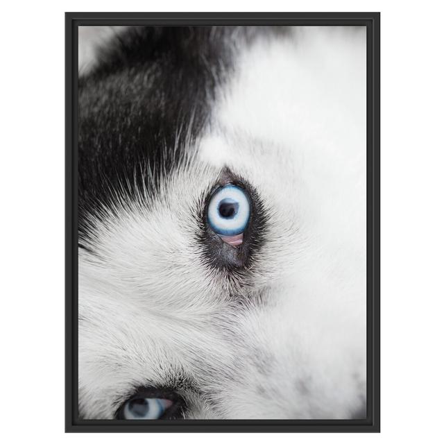 Gerahmtes Wandbild Husky mit Eisblauen Augen East Urban Home Größe: 80 cm H x 60 cm B on Productcaster.