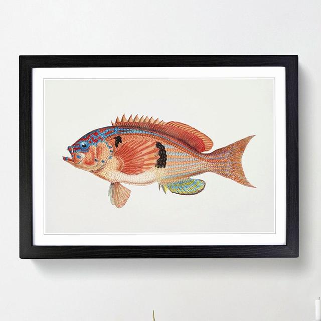 Illustration of a Rockfish by F.E. Clarke - Picture Frame Graphic Art Print East Urban Home Frame Option: Black Framed, Size: 48cm H x 65cm W x 2cm D on Productcaster.