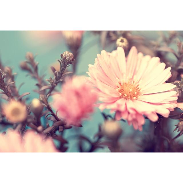 Lovely Autumn Aster - Wrapped Canvas Photograph Ebern Designs Size: 51cm H x 76cm W x 3.8cm D on Productcaster.