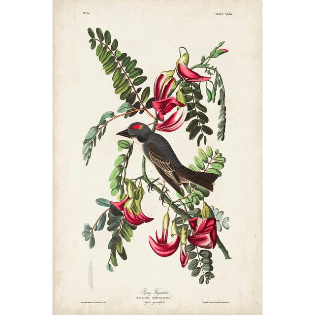 Pl 170 Pipiry Flycatcher by John Audubon - Wrapped Canvas Painting Marlow Home Co. Size: 122cm H x 81cm W on Productcaster.