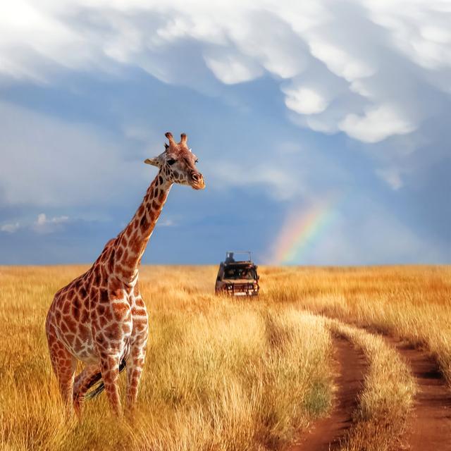 Beautiful Giraffe - Wrapped Canvas Photograph Ebern Designs Size: 91cm H x 91cm W x 3.8cm D on Productcaster.