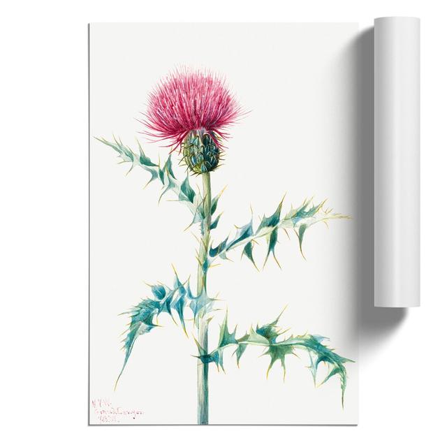 Thistle by Mary Vaux Walcott - Unframed Painting East Urban Home Size: 30cm H x 21cm W x 0.1cm D on Productcaster.