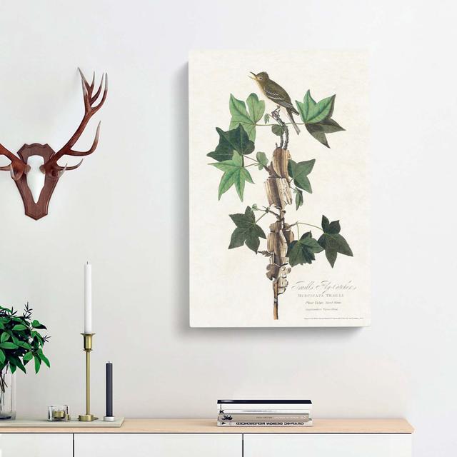 Traills Flycatcher Bird by John Audubon - Wrapped Canvas Painting Print East Urban Home Size: 60cm H x 40cm W x 3cm D on Productcaster.