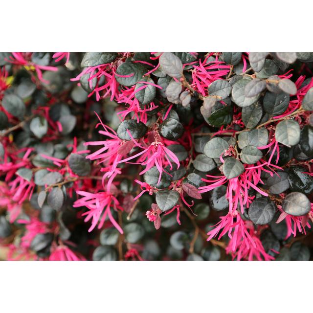 Loropetalum Chinense Var Rubrum by Tc397 - No Frame Print on Canvas 17 Stories Size: 30cm H x 46cm W on Productcaster.