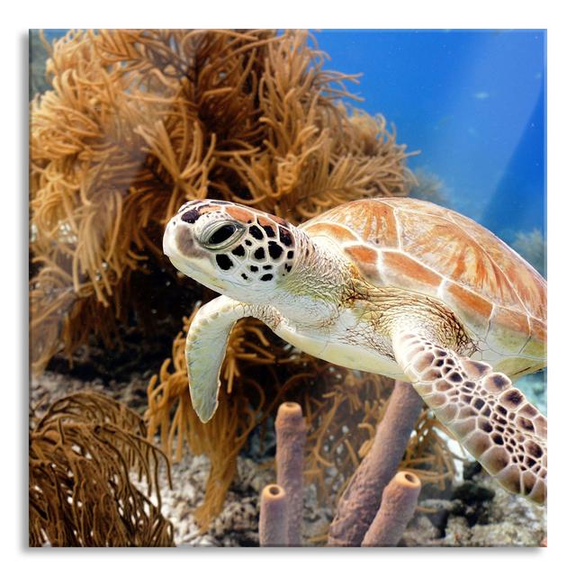 Sea Turtle - No Frame Print on Glass 17 Stories Size: 80cm H x 80cm W x 0.4cm D on Productcaster.