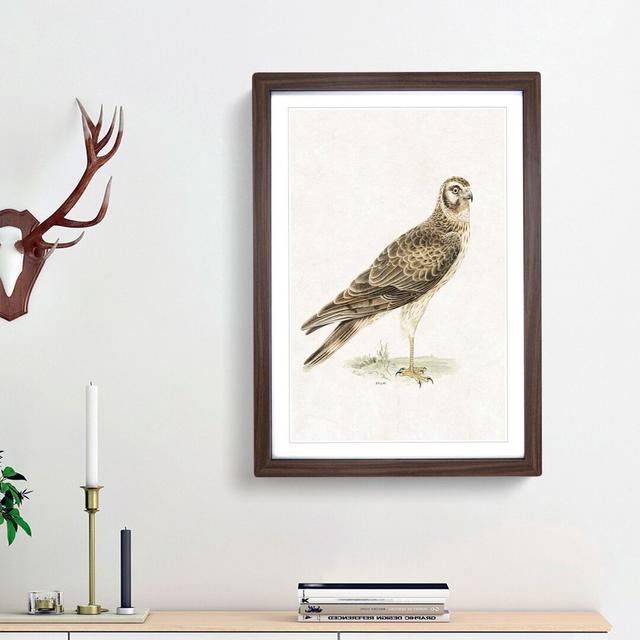 Pale Harrier by Von Wright - Picture Frame Graphic Art Print East Urban Home Size: 36cm H x 27cm W x 2cm D, Frame Option: Walnut Framed on Productcaster.