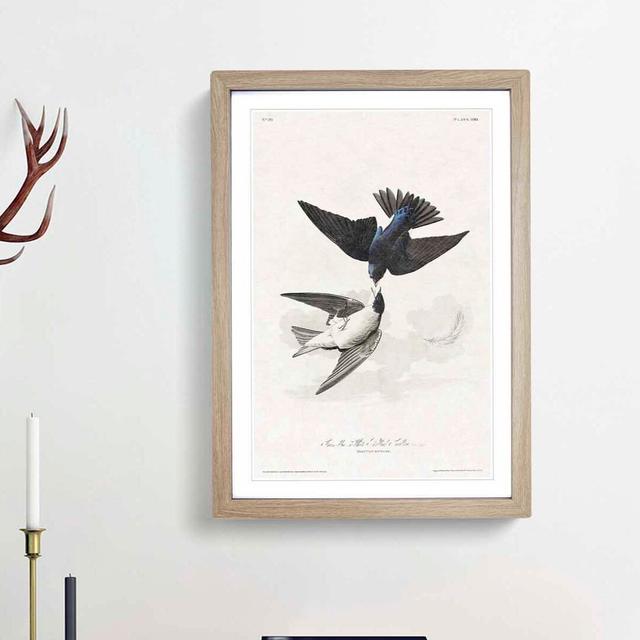 White-Bellied Swallow by John Audubon - Picture Frame Art Prints East Urban Home Size: 65cm H x 48cm W x 2cm D, Frame Option: Oak Framed on Productcaster.