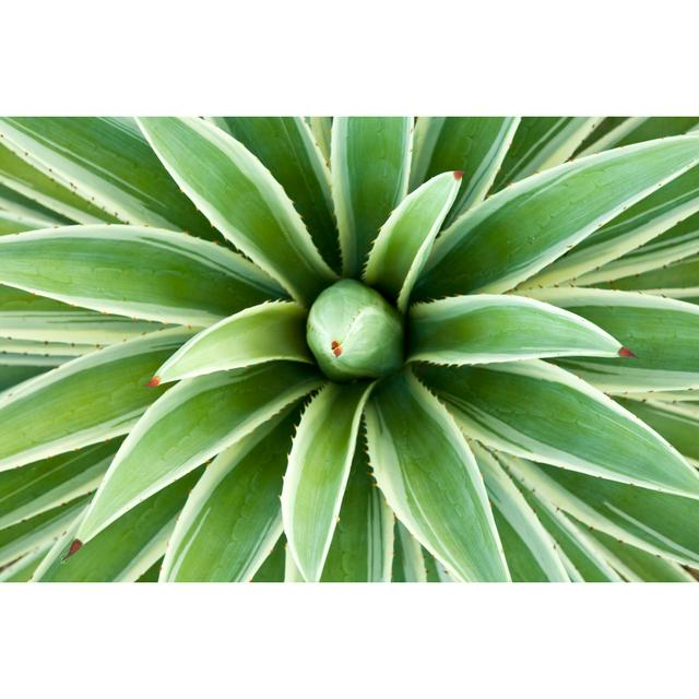 Satya Agave Plant by Desertsolitaire - Wrapped Canvas Photograph World Menagerie Size: 61cm H x 91cm W x 3.8cm D on Productcaster.