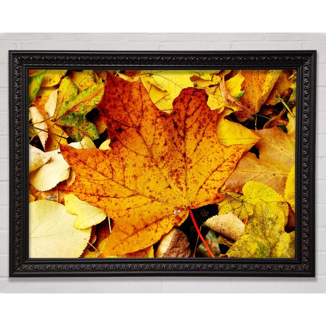 Autumn Leaves On The Ground Framed Print Bright Star Size: 42cm H x 59.7cm W on Productcaster.