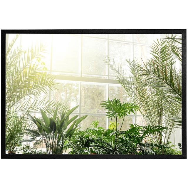 Green Plants In Botanical Gardens Picture Frame Bay Isle Home Size: 41cm H x 61cm W x 4cm D, Frame Option: Black Framed on Productcaster.