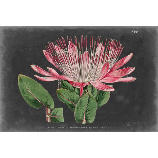 Dramatic Protea II Rosalind Wheeler Size: 20cm H x 30cm W x 3.8cm D on Productcaster.