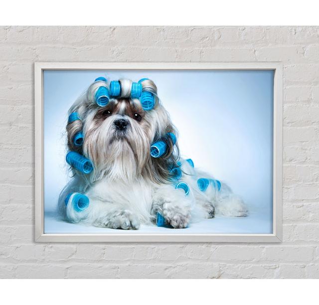 Shih Tzu Hund in Lockenwicklern - Druck Bright Star Größe: 100 cm H x 141,4 cm B x 3,3 cm T on Productcaster.