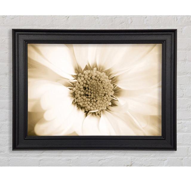 White Petal Heaven - Single Picture Frame Art Prints Ebern Designs Size: 84.1cm H x 142.2cm W x 8cm D on Productcaster.