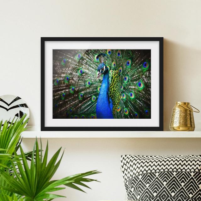 Gerahmtes Poster Elegant Peacock East Urban Home Größe: 40 cm H x 55 cm B, Rahmenauswahl: Mattes Schwarz on Productcaster.