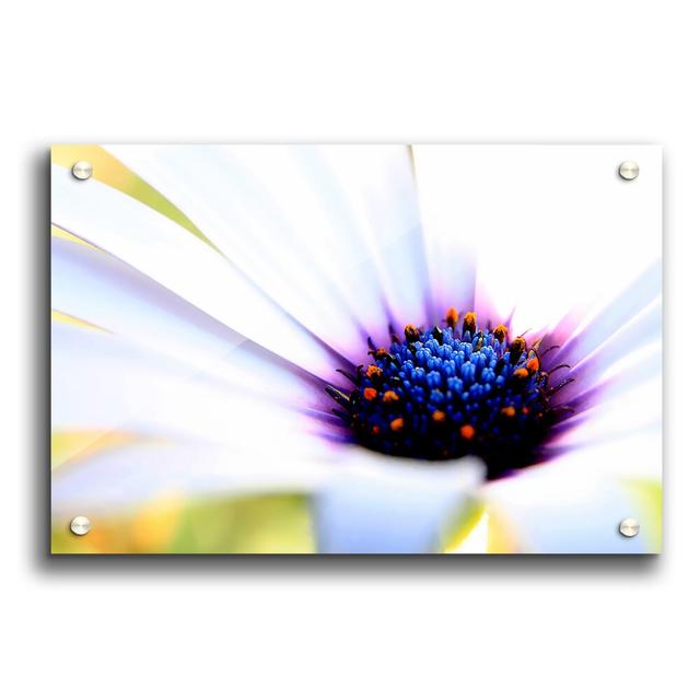 Purple Daisy Centre Flowers - Unframed Photograph Print on Acrylic East Urban Home Size: 59.4cm H x 84.1cm W on Productcaster.