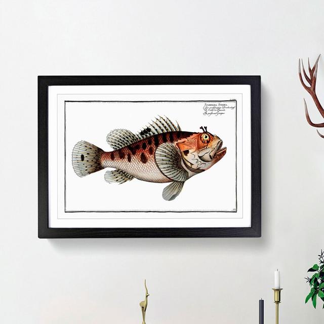 Poisonnet Grouper Fish by M.E. Bloch - Picture Frame Painting Print East Urban Home Size: 36cm H x 48cm W x 2cm D, Frame Option: Black Framed on Productcaster.