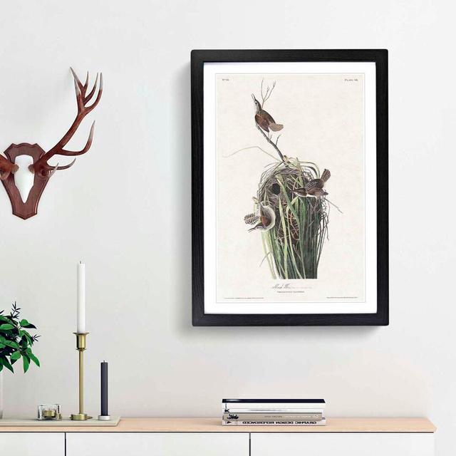 Marsh Wrens by John Audubon - Picture Frame Painting Print East Urban Home Frame Option: Black Framed, Size: 48cm H x 36cm W x 2cm D on Productcaster.