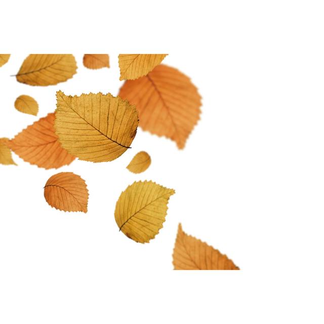 Isolated Falling Autumn Leaves by Borchee - No Frame Print on Canvas 17 Stories Size: 30cm H x 46cm W on Productcaster.