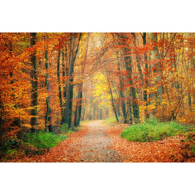 Gelbert Pathway In Autumn Forest - Wrapped Canvas Print Latitude Run Size: 51cm H x 76cm W x 3.8cm D on Productcaster.