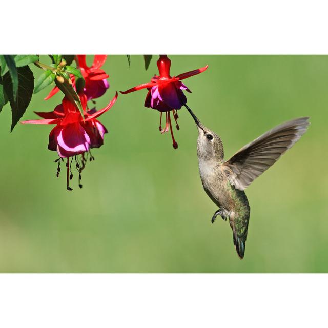 Hummingbird - Wrapped Canvas Photograph Latitude Run Size: 51cm H x 76cm W x 3.8cm D on Productcaster.