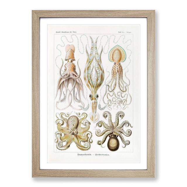 Octopus and Squid by Ernst Haeckel - Picture Frame Painting on MDF East Urban Home Frame Option: Oak Framed, Size: 36cm H x 27cm W x 2cm D on Productcaster.