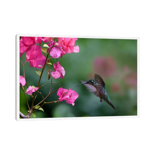 Magnificent Hummingbird Female Feeding At Flower, Costa Rica von Tim Fitzharris - Gallery-Wrapped Canvas Giclée on Canvas ModernMoments Größe: 45,72 c on Productcaster.