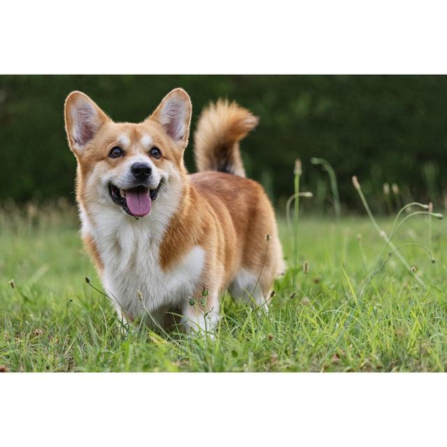 Cute Playful Welsh Corgi Dog Playing by Piola666 - No Frame Print on Canvas 17 Stories Size: 51cm H x 76cm W on Productcaster.