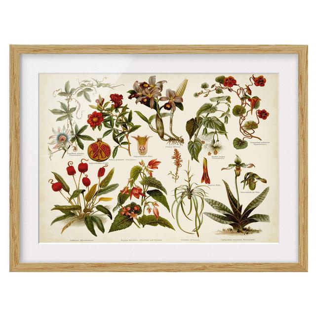 Vintage Instructional Panel Tropical Botany II - Picture Frame Graphic Art Rosalind Wheeler Frame Option: Brown, Size: 50cm H x 70cm W x 2cm D on Productcaster.