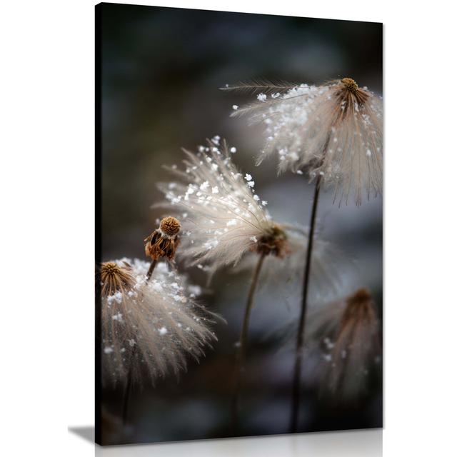 White Dandelion Covered In Snow - Wrapped Canvas Print Panther Print Size: 76cm H x 51cm W on Productcaster.