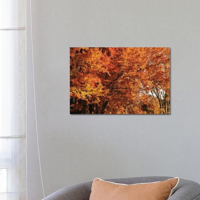 Stand Of Maples by Brian Wolf - Wrapped Canvas Print 17 Stories Size: 45.72cm H x 66.04cm W x 3.81cm D on Productcaster.