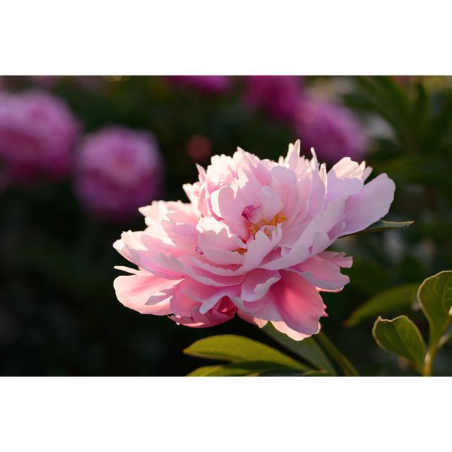 Pink Peony Flower - Print Latitude Run Size: 61cm H x 91cm W x 3.8cm D on Productcaster.