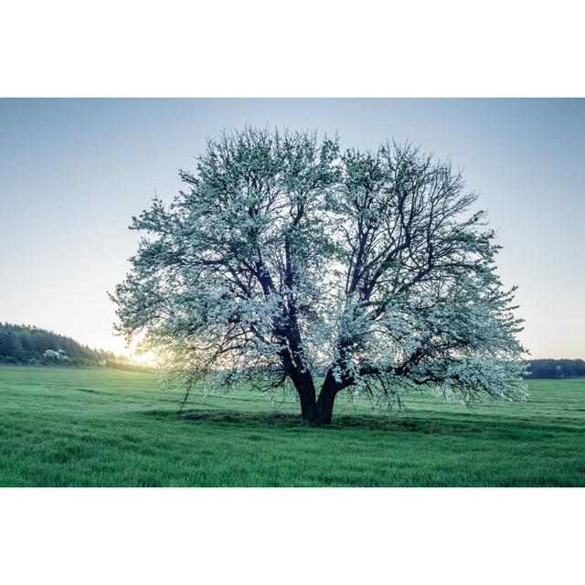 Spring Field von Misha Kaminsky - Kunstdrucke auf Leinwand 17 Stories Größe: 40 cm H x 60 cm B on Productcaster.