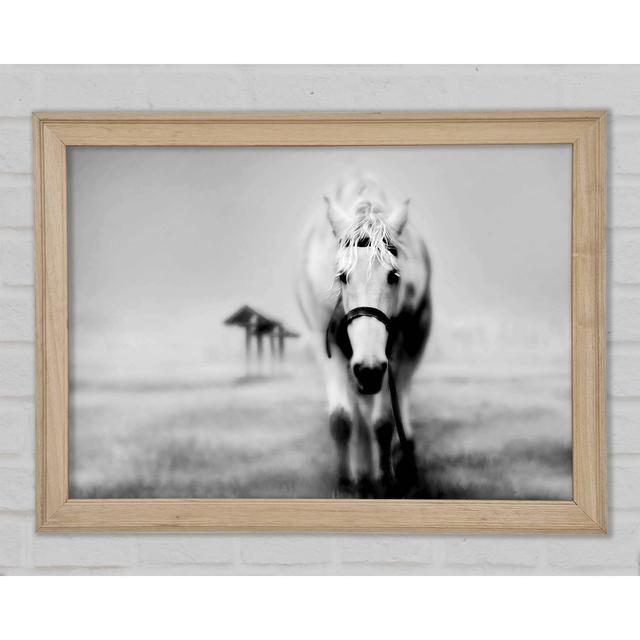 Donkey Curiosity - Print Gracie Oaks Size: 42cm H x 59.7cm W x 1.5cm D on Productcaster.