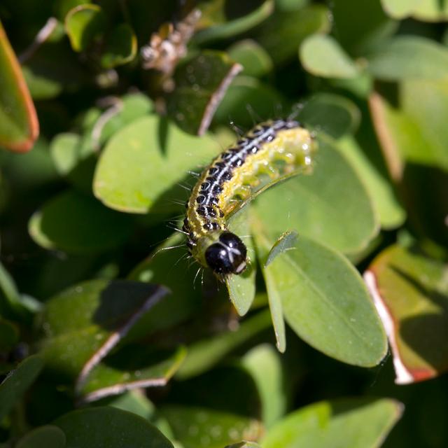 Ulsteinvik Caterpillar by Roel_Meijer - Wrapped Canvas Print Latitude Run Size: 76cm H x 76cm W x 3.8cm D on Productcaster.