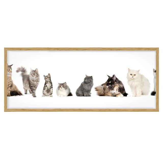 Cat Gang - Picture Frame Graphic Art Ebern Designs Size: 50cm H x 130cm W x 2cm D, Frame Option: Brown Framed on Productcaster.