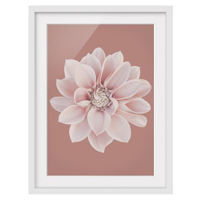 Dahlia Beigerot Pink - Picture Frame Graphic Art Ebern Designs Size: 100cm H x 70cm W x 2cm D, Frame Option: White Framed on Productcaster.