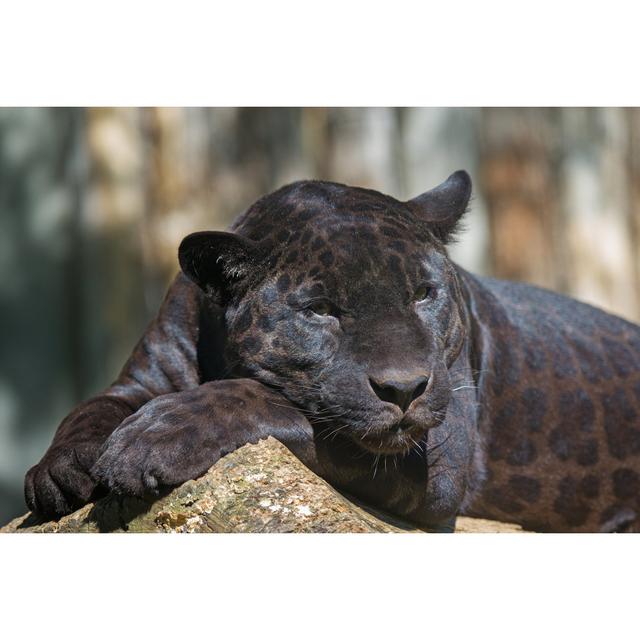 Black Leopard_499173691 17 Stories Size: 51cm H x 76cm W x 3.8cm D on Productcaster.