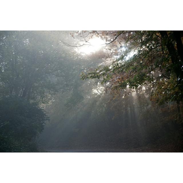 Foggy Forest - Wrapped Canvas Photograph Alpen Home Size: 51cm H x 76cm W x 3.8cm D on Productcaster.