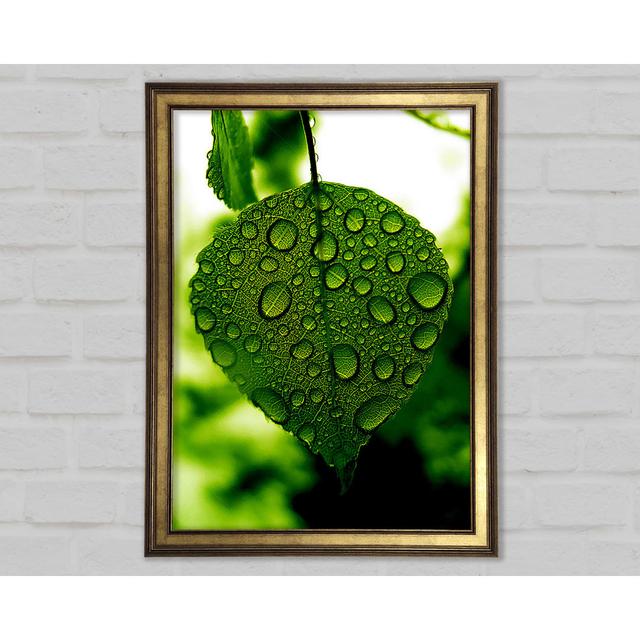 Waterdrops On A Leaf - Print Brayden Studio Size: 42cm H x 29.7cm W x 1.5cm D on Productcaster.