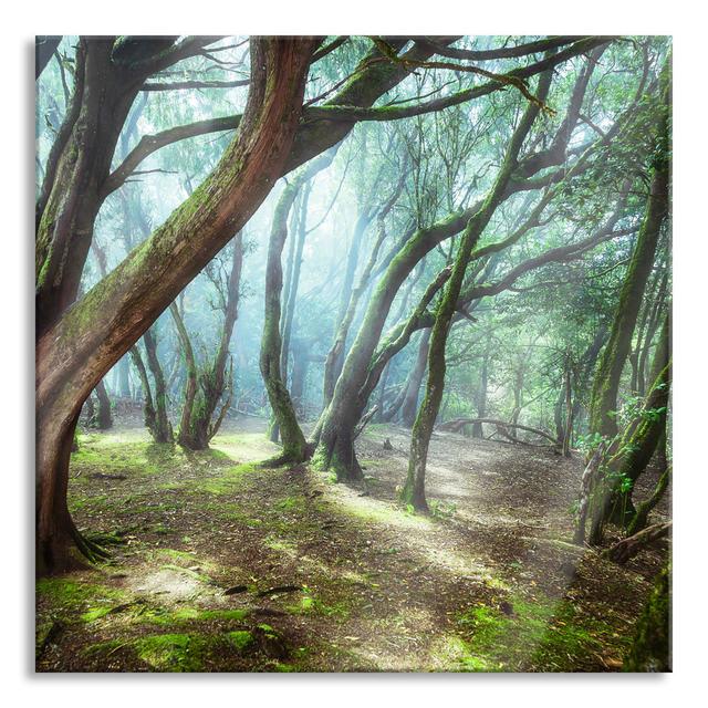 Forest - Unframed Photograph on Glass Union Rustic Size: 80cm H x 80cm W x 0.4cm D on Productcaster.